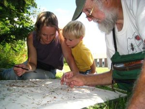 Family actively participating in citizen science by looking at bugs and plants on a white sheet.