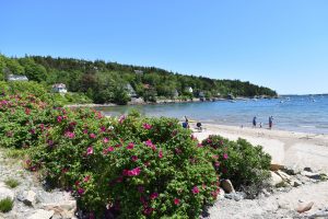 The sandy shore of Seal Harbor Beach with wild pink roses.