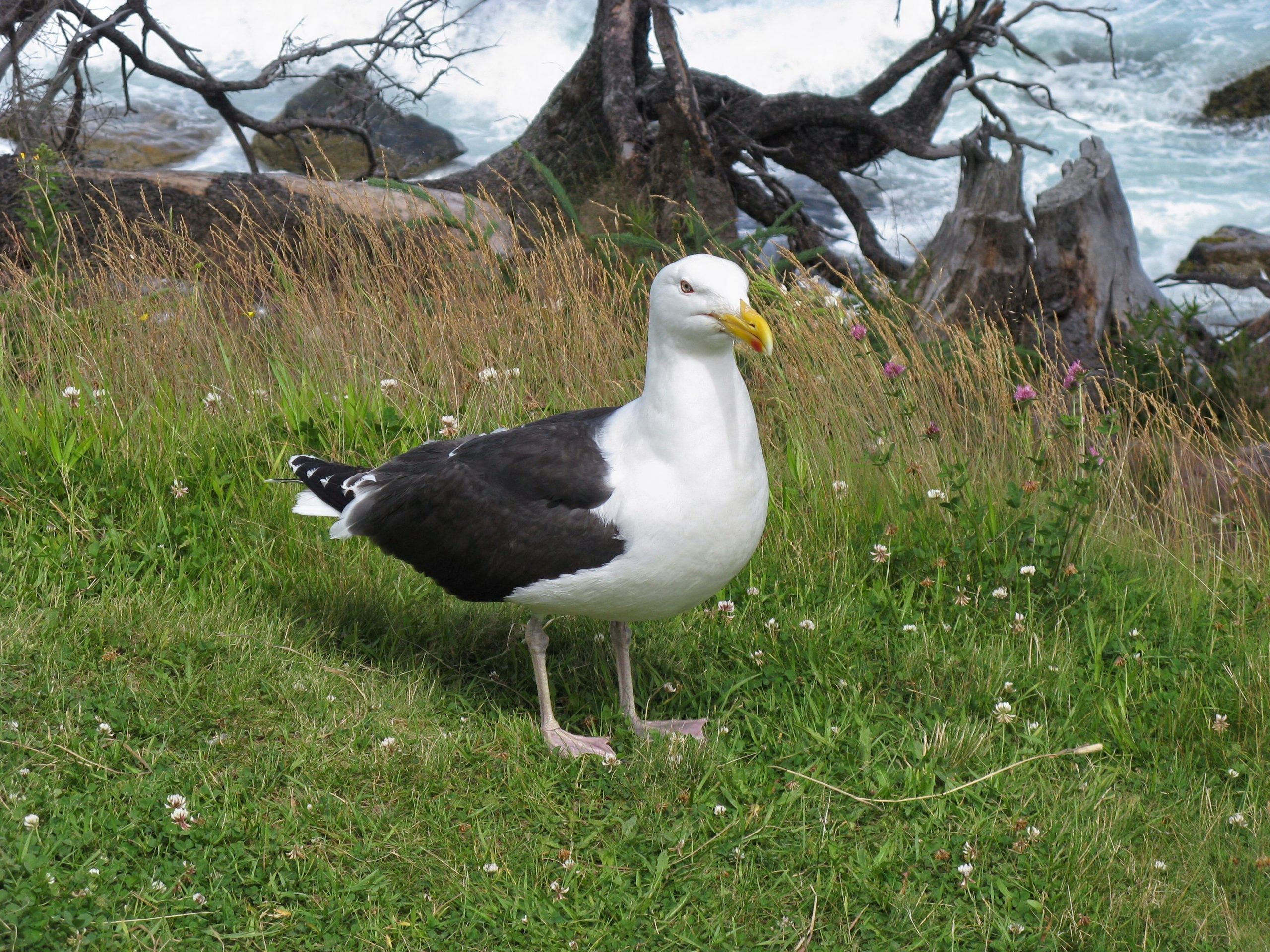 Seagull standing on grass.