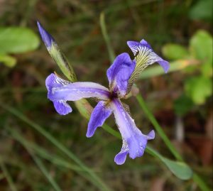 Wild purple iris on Isle au Haut.