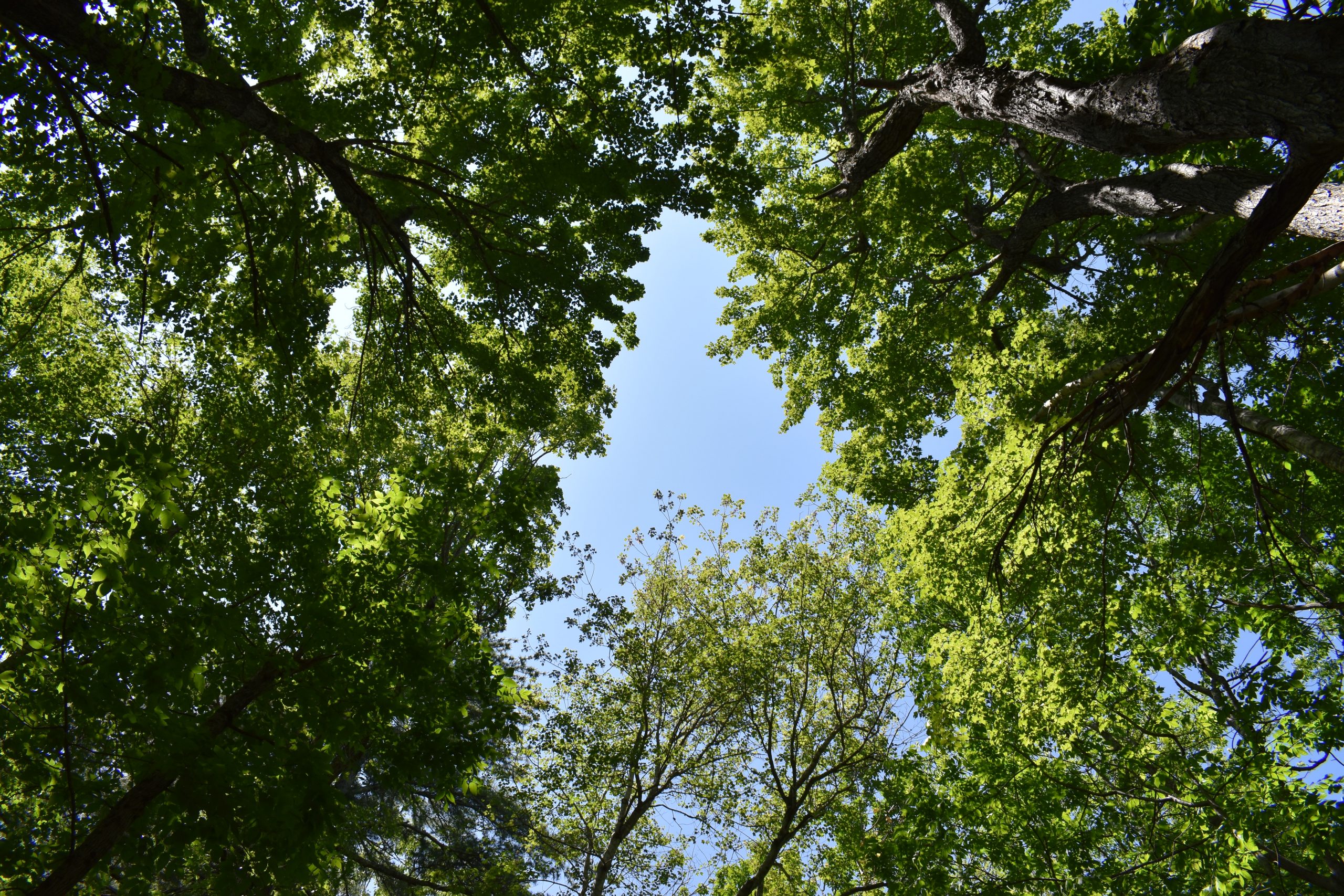 Looking up at the sky through trees.